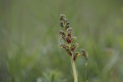 (Rote)Grüne Hohlzungen