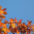 Roteiche im Herbst