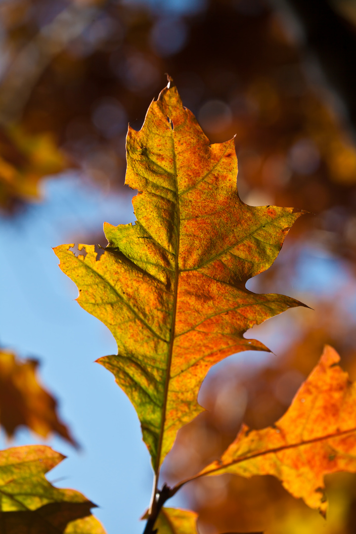 Roteichenblatt im Herbst