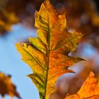 Roteichenblatt im Herbst