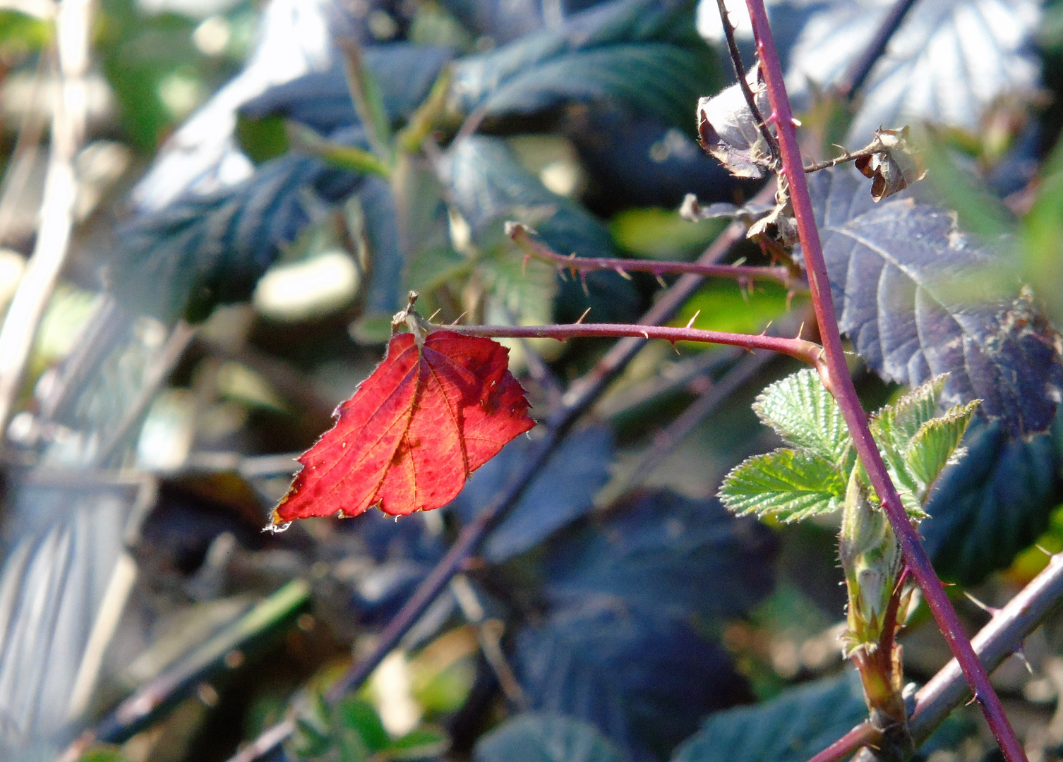 rot...ein Überbleibsel...vom Herbst...