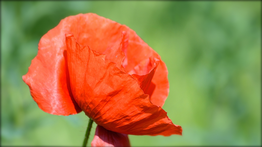 rotemittemohn