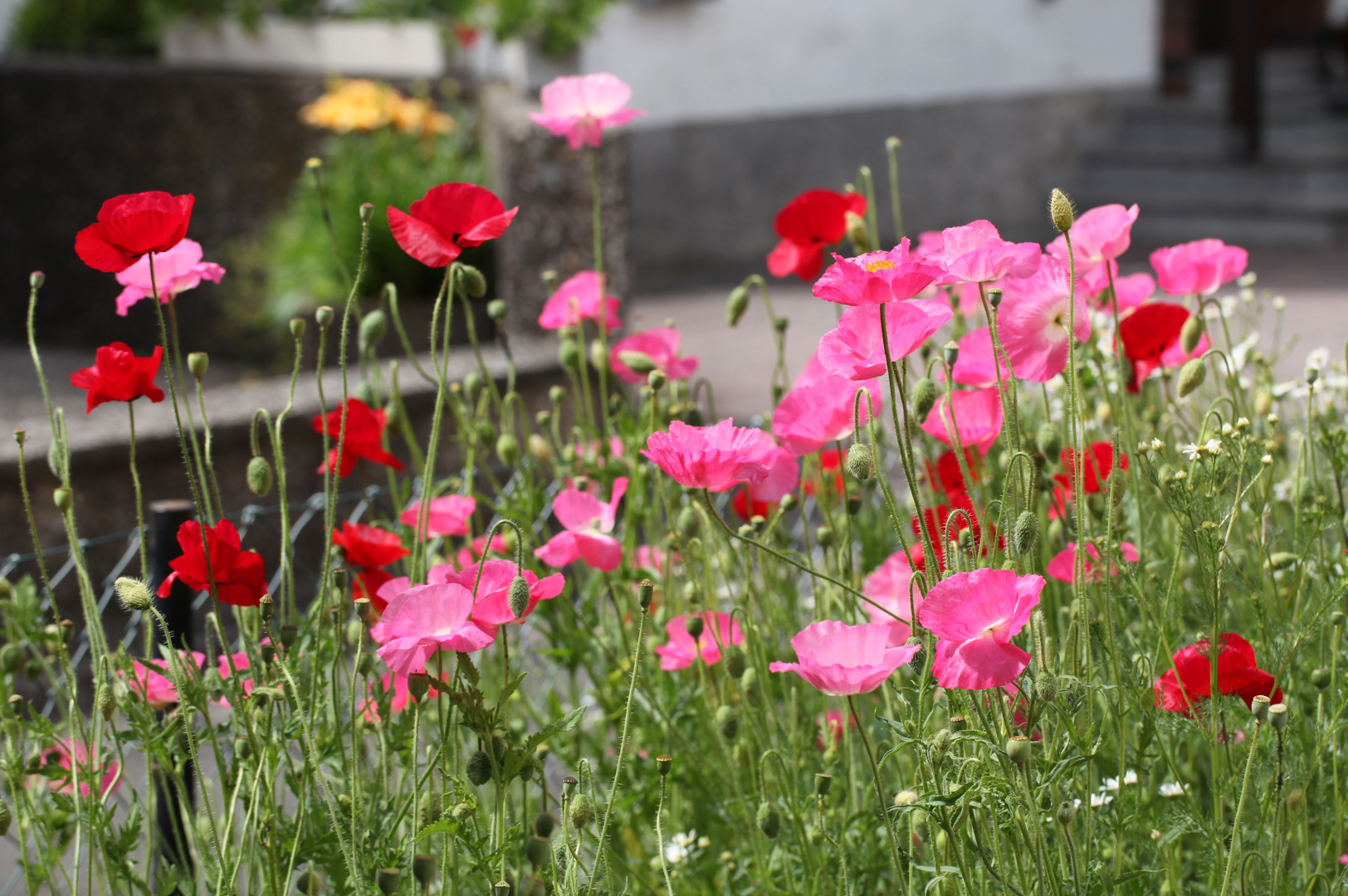 roten Mohn, kennen wir schon