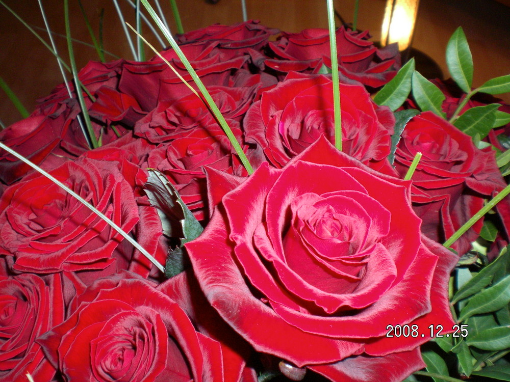 roten Rosen