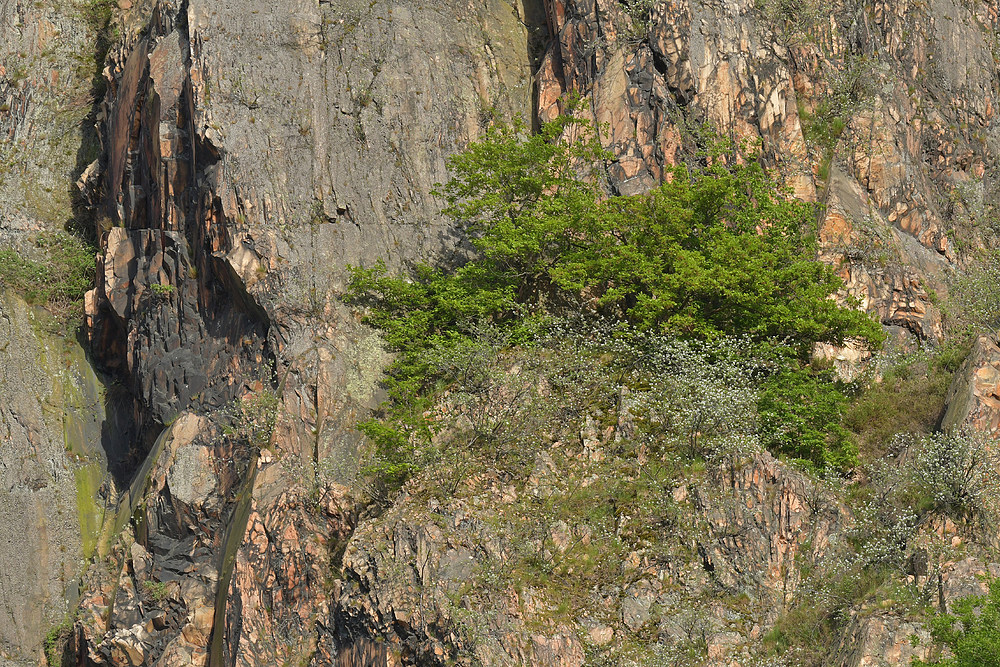 Rotenfels: Grün setzt sich durch 02