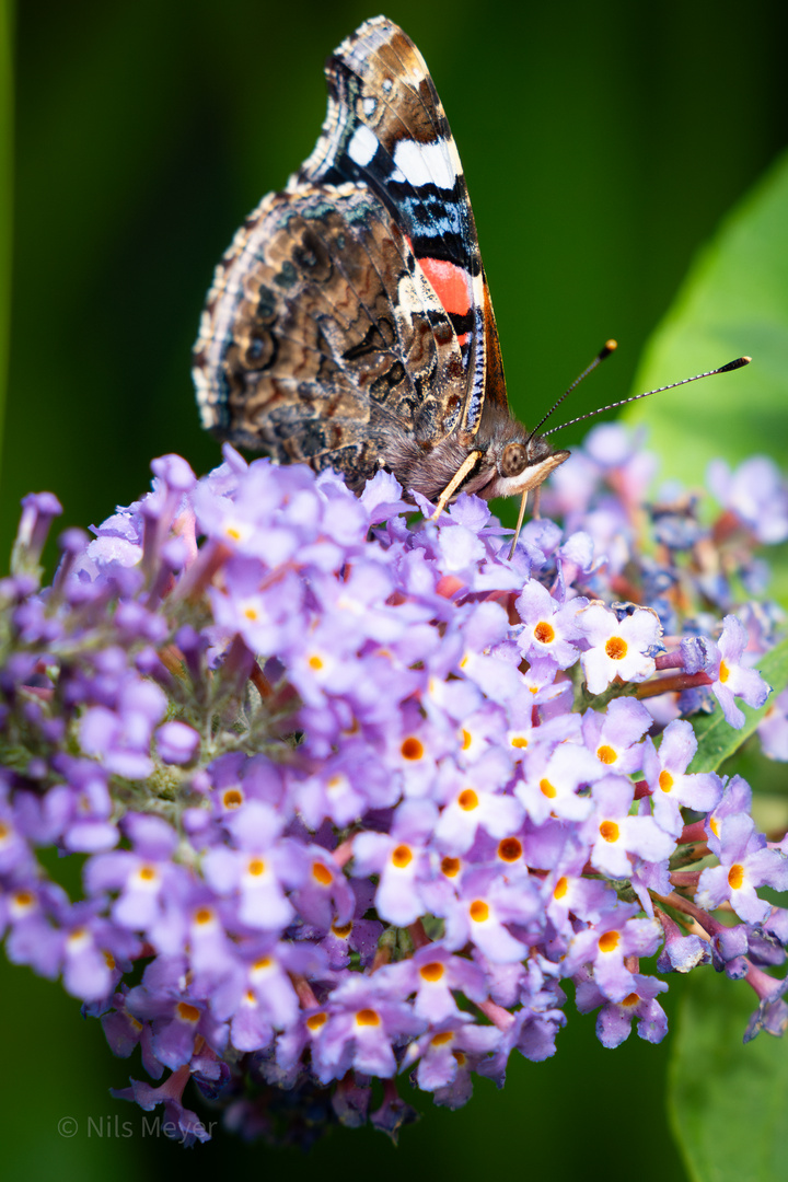 Roter Admiral