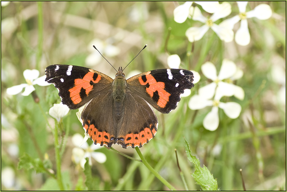 Roter Admiral