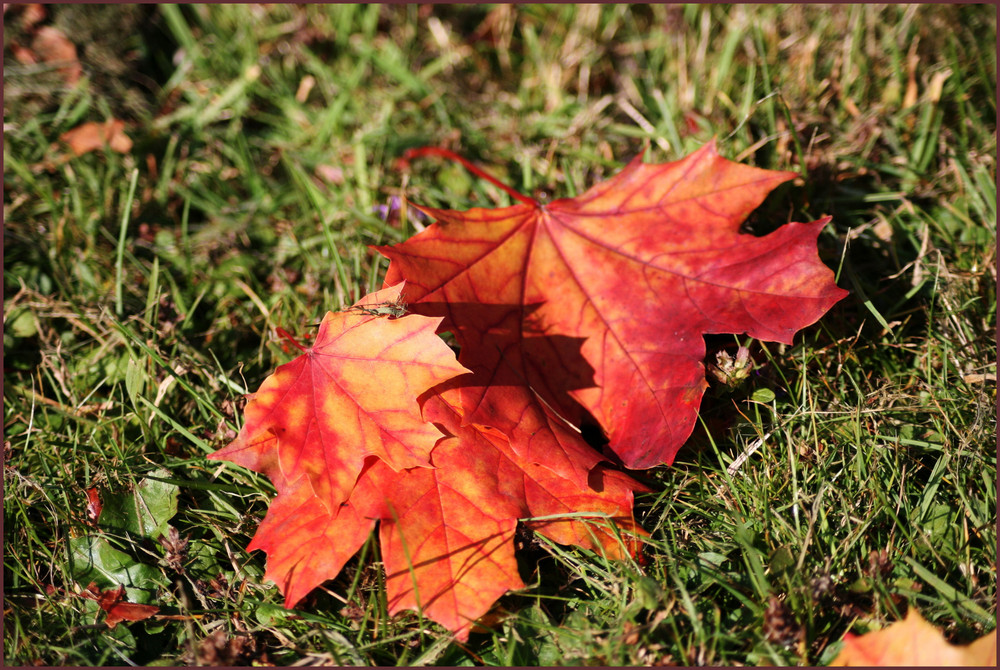 roter Ahorn von michelle L. 