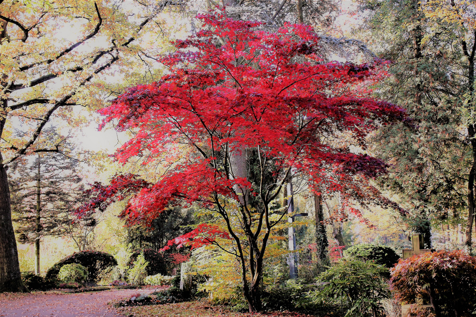 roter Ahorn Foto & Bild landschaft, garten