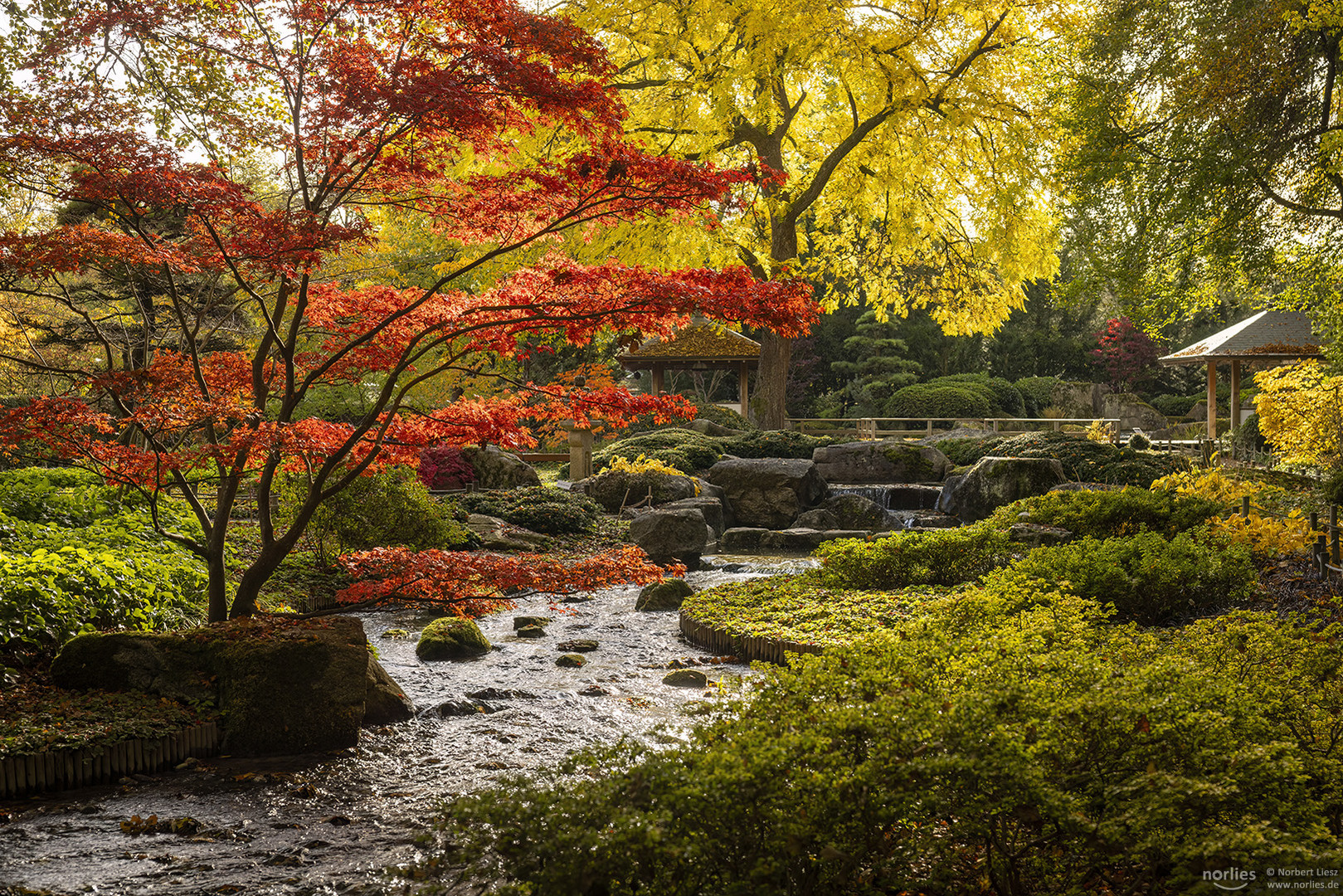 Roter Ahorn am Wasser