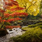 Roter Ahorn am Wasser