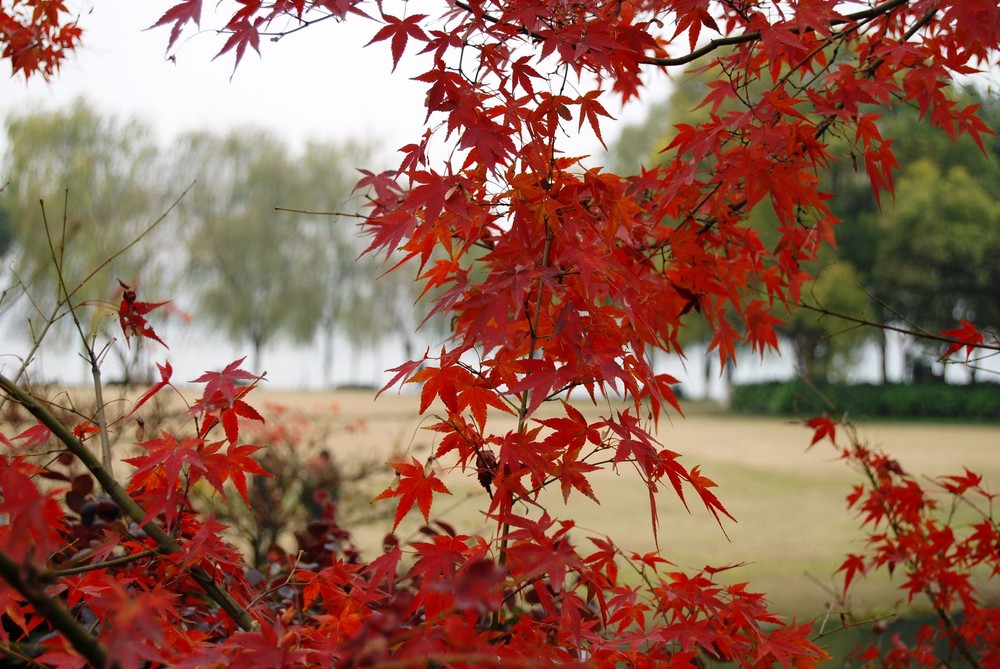 Roter Ahorn am Westsee bei Hangzhou (China)