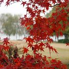 Roter Ahorn am Westsee bei Hangzhou (China)