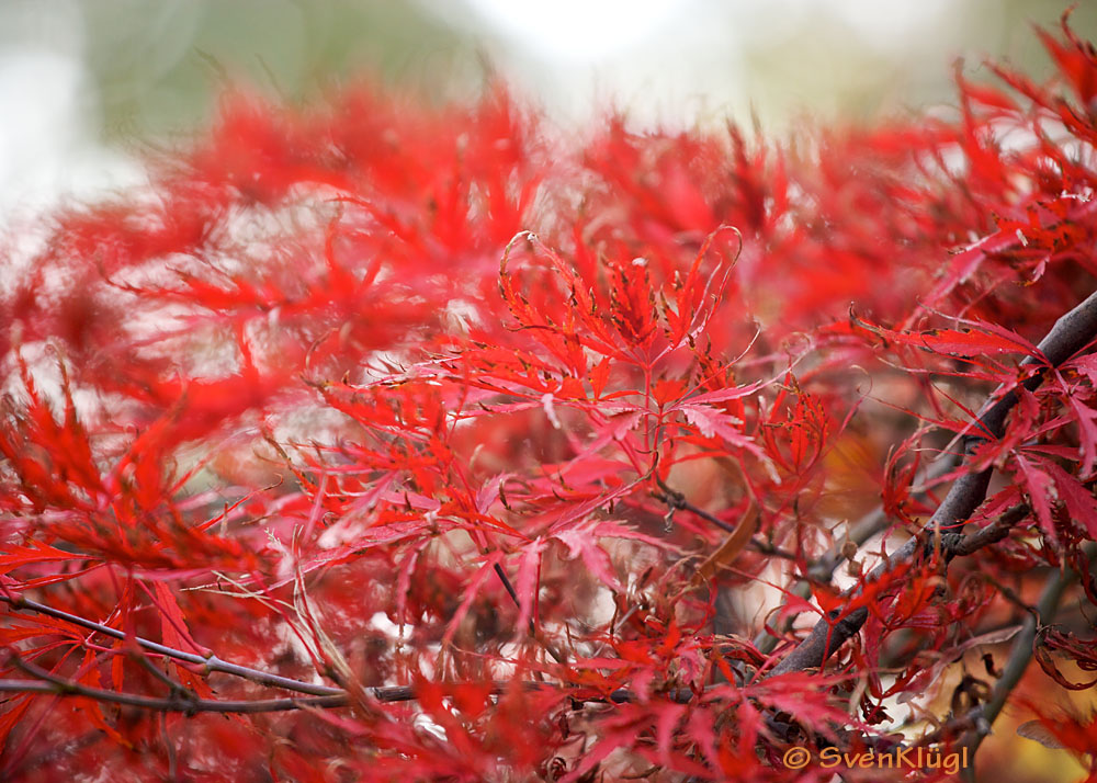 Roter Ahorn - Frankfurt - Bethmannpark