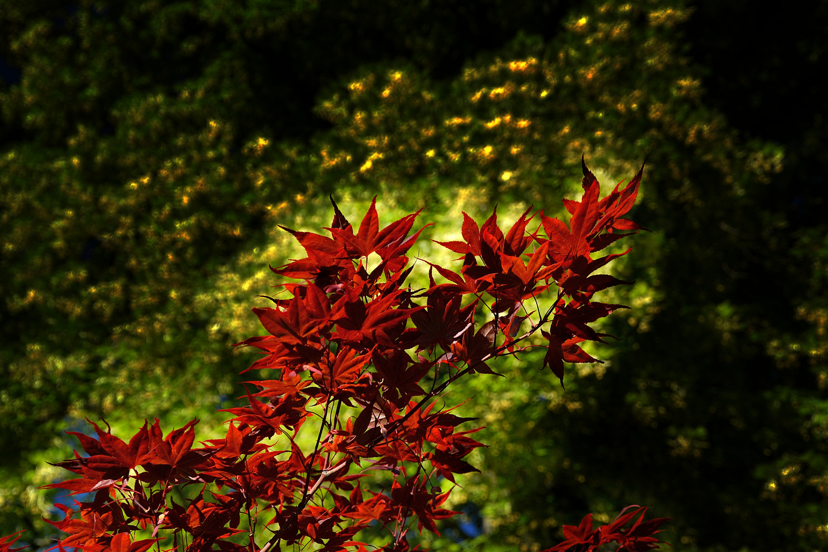 Roter Ahorn im Abendsonnenlicht