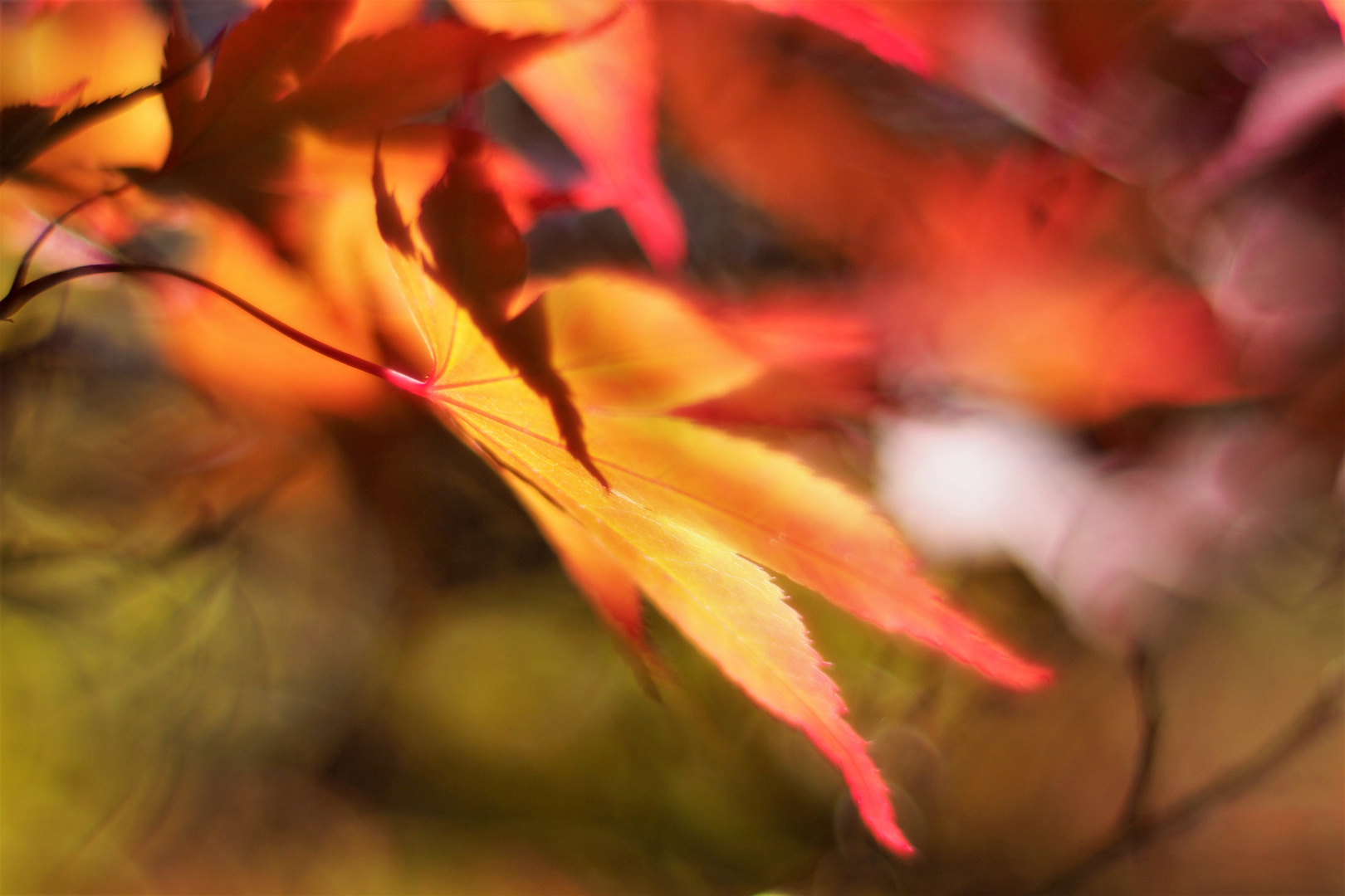 Roter Ahorn im Gegenlicht