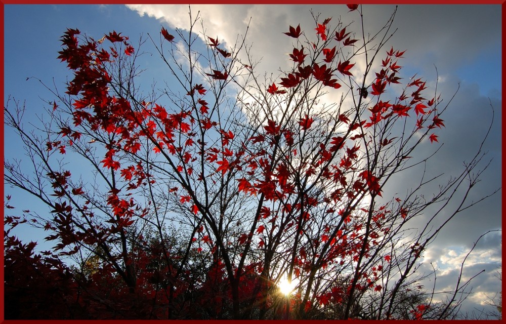 Roter Ahorn im Herbst