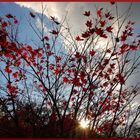 Roter Ahorn im Herbst