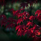 Roter Ahorn im Herbst