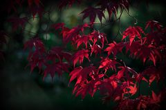 Roter Ahorn im Herbst