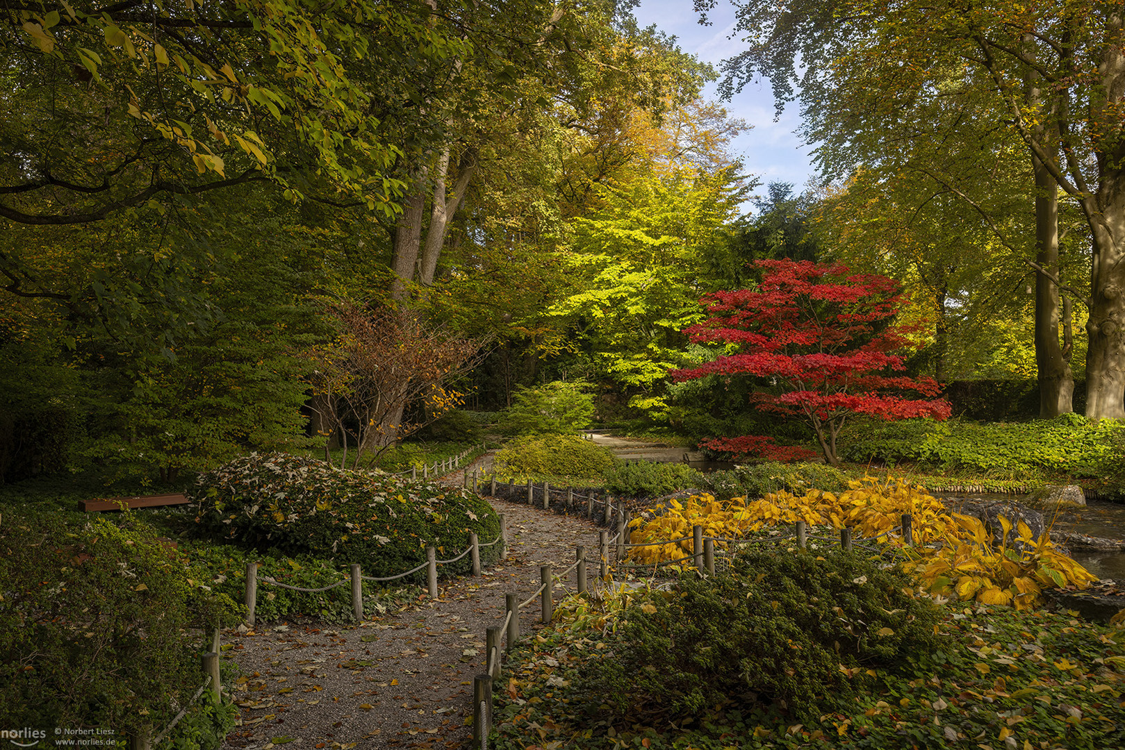 Roter Ahorn im Japangarten