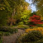 Roter Ahorn im Japangarten