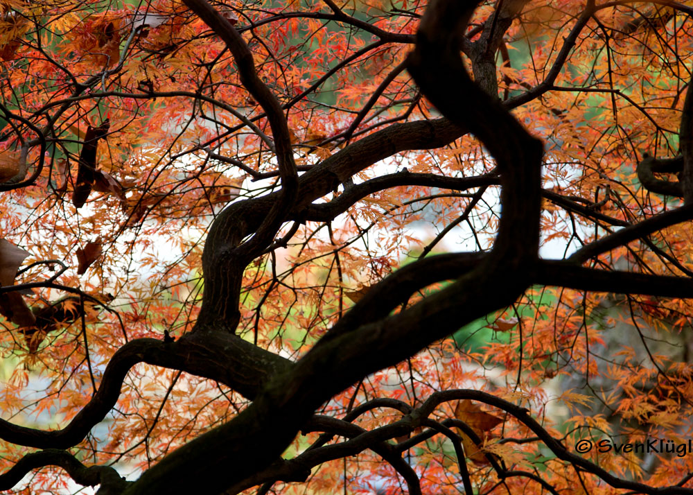 Roter Ahorn von innen nach außen :-) - Frankfurt - Bethmannpark