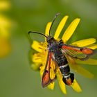 Roter Ampfer-Glasflügler