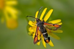 Roter Ampfer-Glasflügler