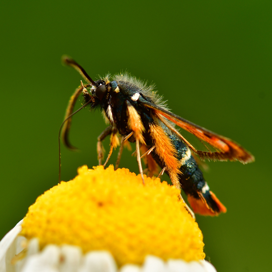 Roter Ampfer-Glasflügler