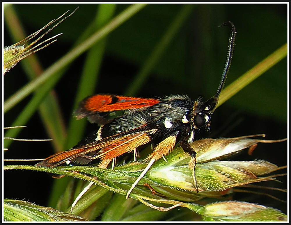 Roter Ampfer-Glasflügler (Pyropteron chrysidiformis)