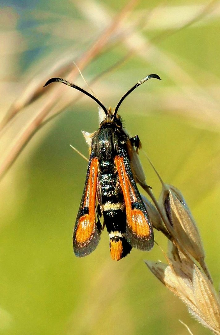 Roter Ampfer-Glasflügler (Pyropteron chrysidiformis)