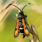 Roter Ampfer-Glasflügler (Pyropteron chrysidiformis)