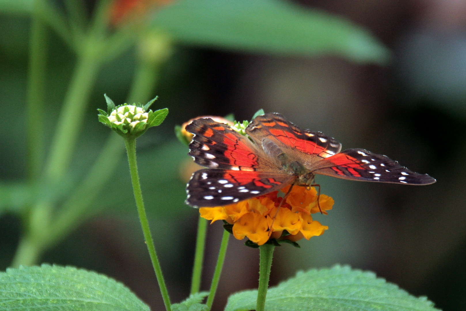 roter Anartia