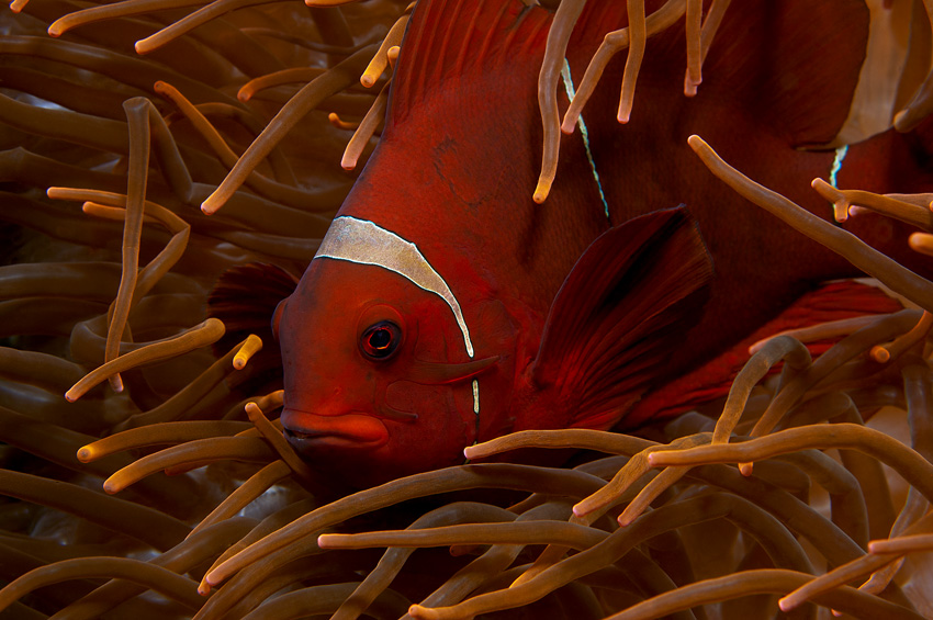 Roter Anemonenfisch