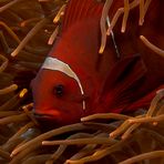 Roter Anemonenfisch