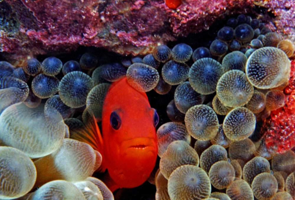 Roter Anemonenfisch