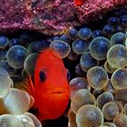 Roter Anemonenfisch