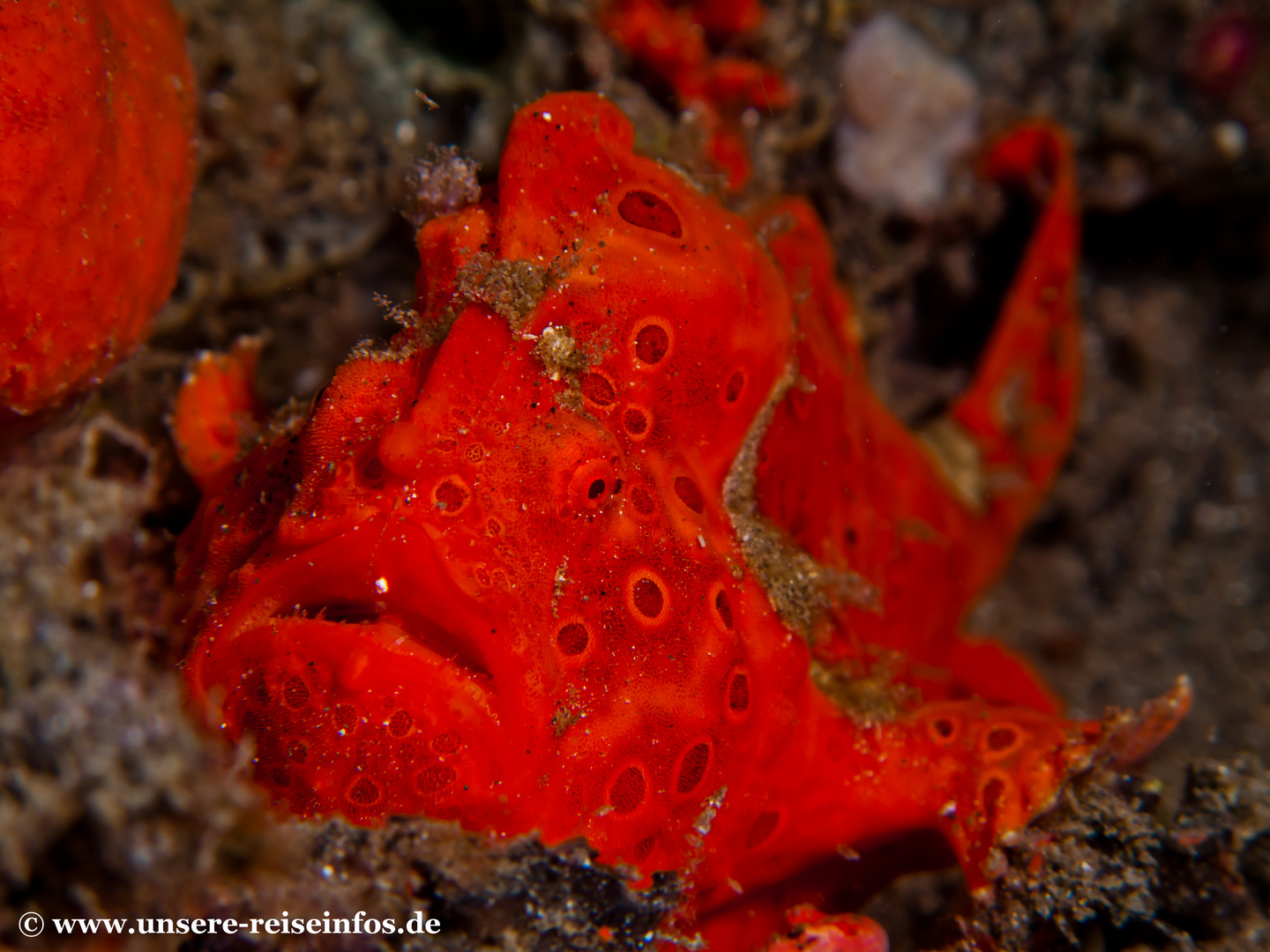 roter Anglerfisch (Frogfish)