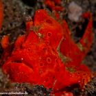 roter Anglerfisch (Frogfish)