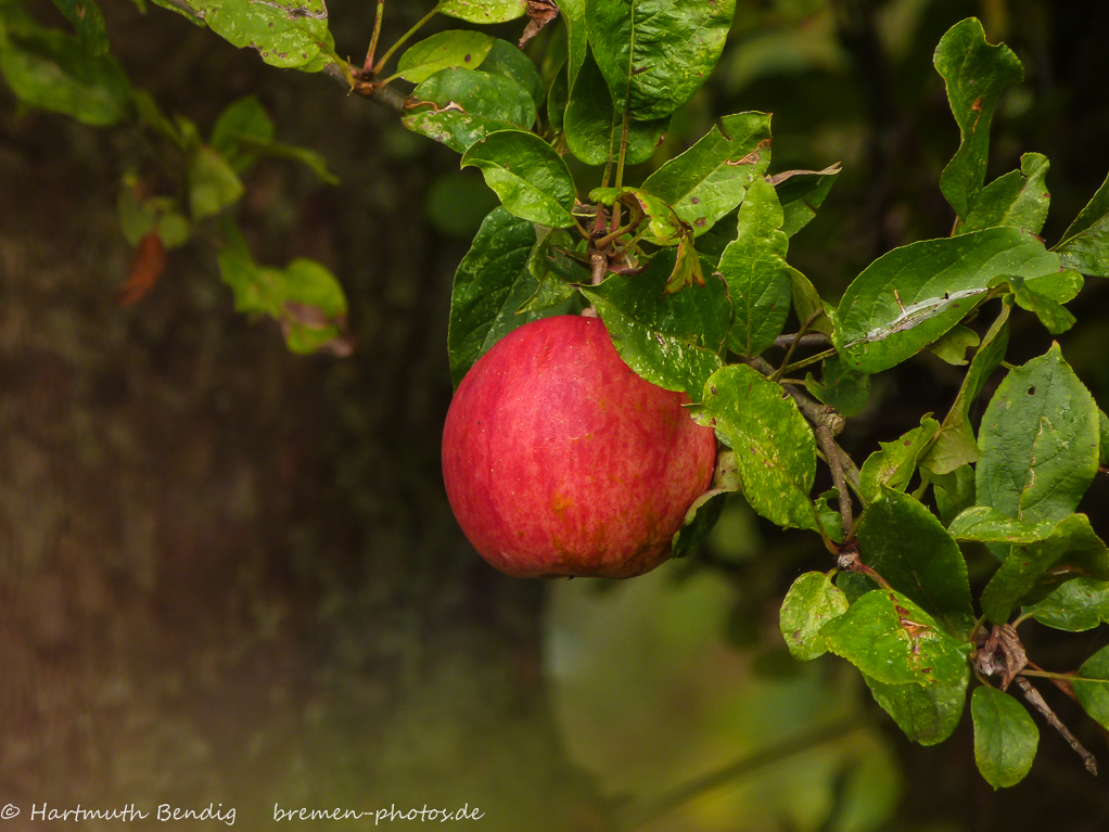 roter Apfel