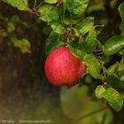 roter Apfel