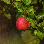 roter Apfel