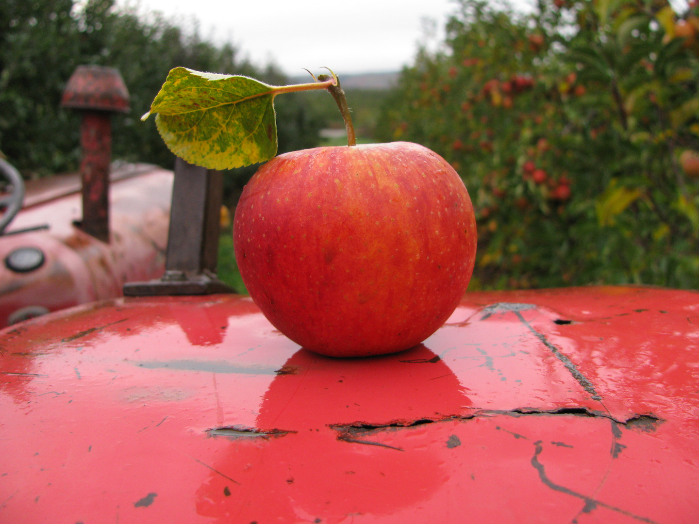 Roter Apfel