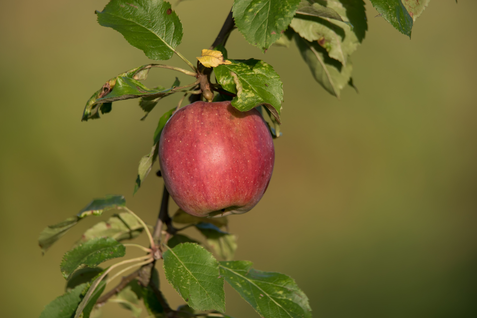 Roter Apfel am Ast