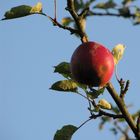 Roter Apfel im Herbstlicht