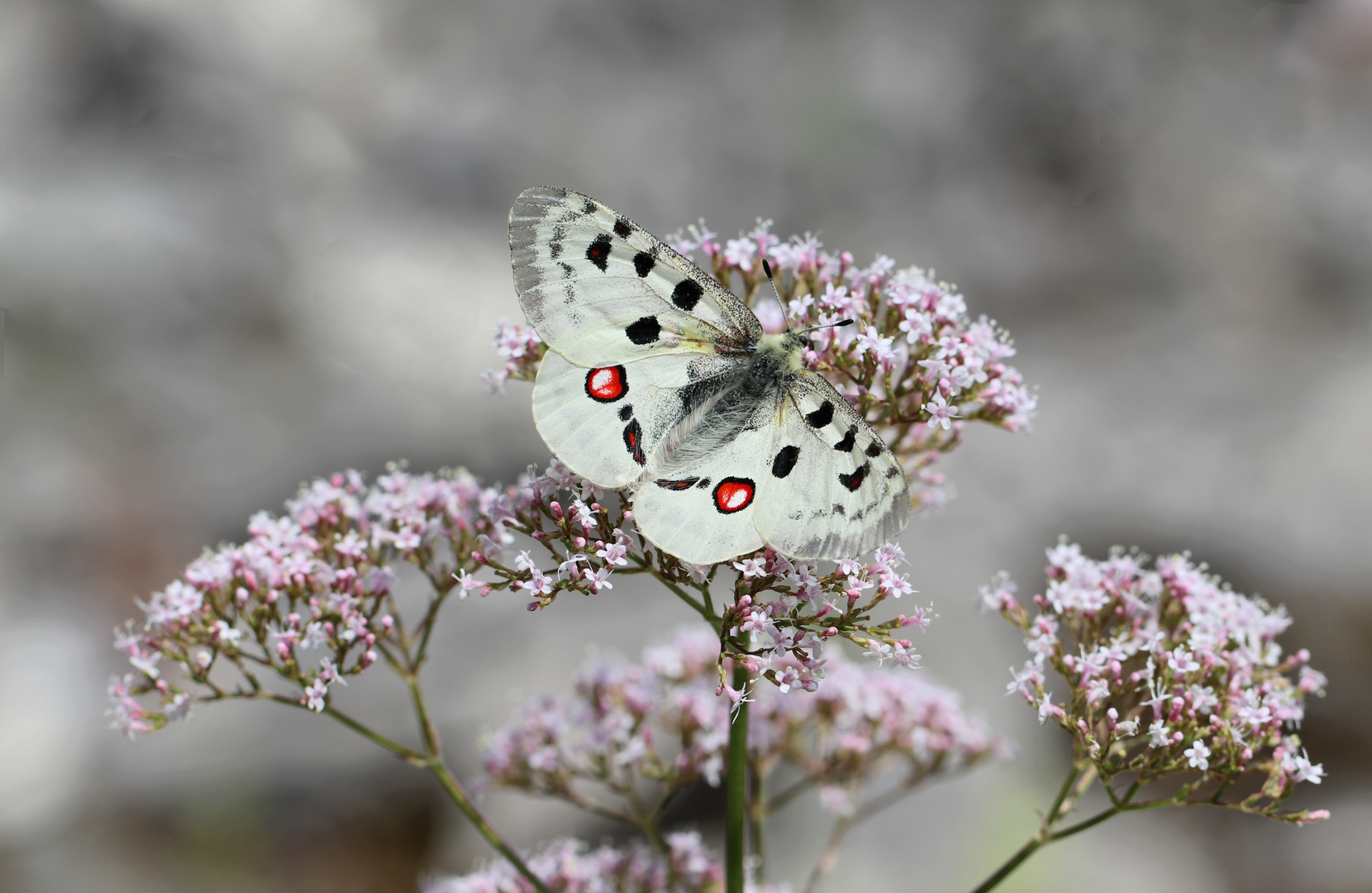 Roter Apollo auf Baldrian Blüte