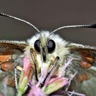  Roter Apollo, Augen-Blick! (Parnassius apollo) --- Portrait de l'Apollon!