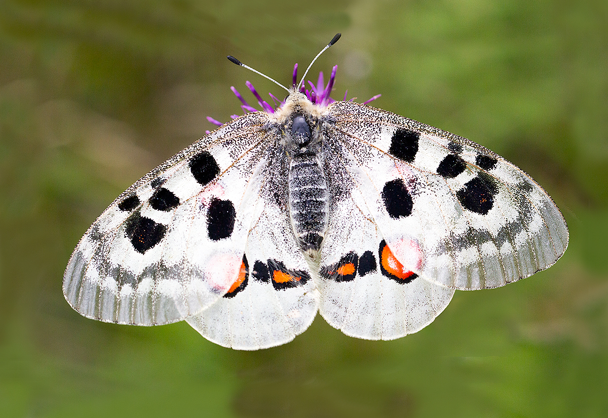 Roter Apollo (Farbvariante)