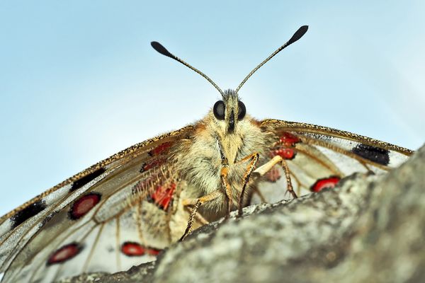 Roter Apollo: fotoshooting! (2.Foto) - Mon ami, l'Apollon rouge!
